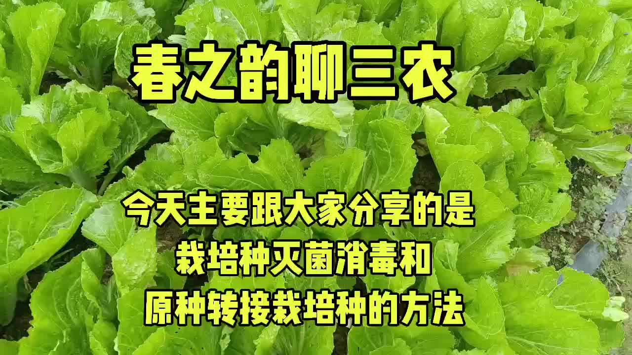 小指天椒种植技术_种指天椒赚钱吗_指天椒种植技术视频