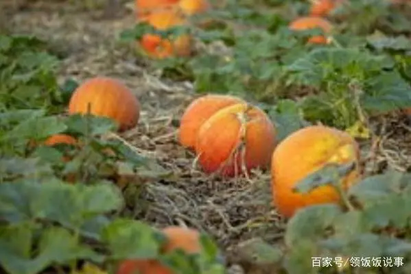 栽培南瓜种植技术视频_南瓜种植栽培技术_南瓜种植栽培方法