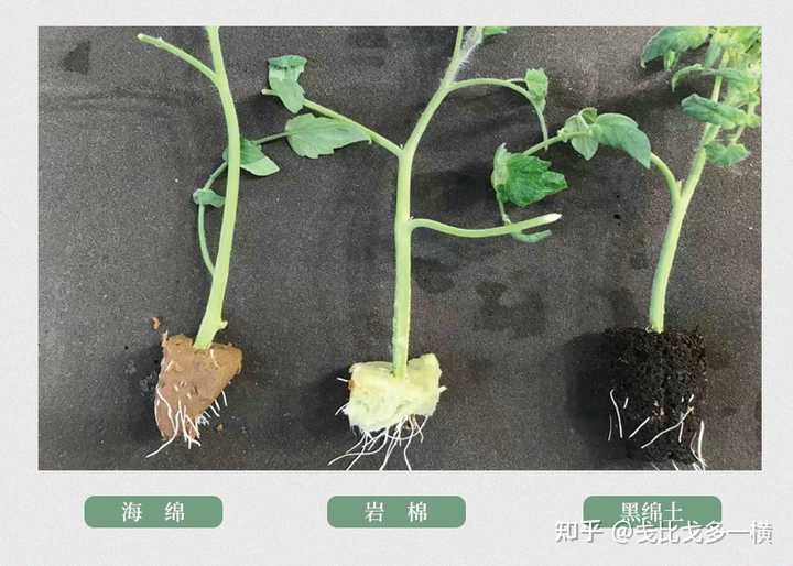 香菜室内种植技术与管理_香菜室内种植技术要点_室内香菜的种植技术