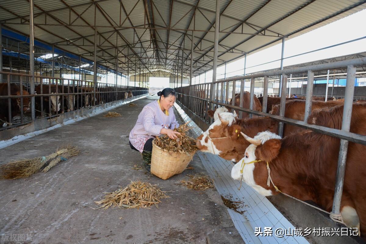 致富养殖肉牛创业项目简介_致富养殖肉牛创业项目_致富创业肉牛养殖