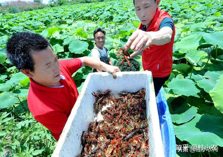 致富养殖各种_致富养殖场_致富养殖项目