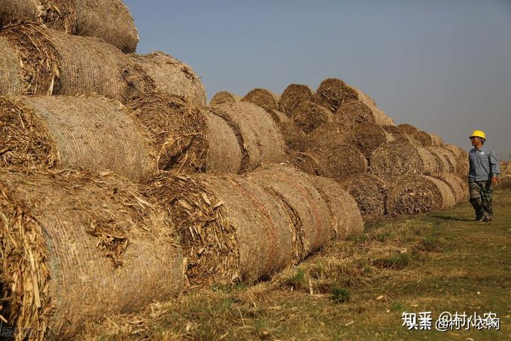 致富养殖各种_致富养殖场_致富养殖项目