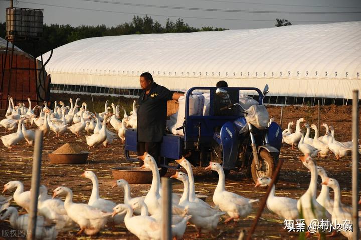 致富养殖各种_致富养殖项目_致富养殖场