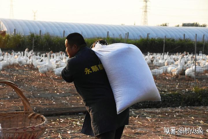 致富养殖项目_致富养殖场_致富养殖各种