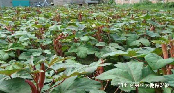 茄子栽培高产技术_秋茄子种植技术_茄子高效栽培技术