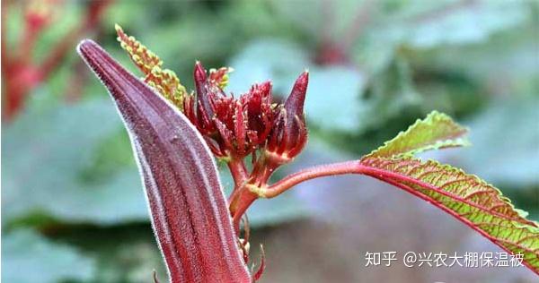 茄子栽培高产技术_秋茄子种植技术_茄子高效栽培技术