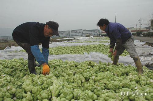 致富养殖各种_致富养殖项目_致富养殖好项目