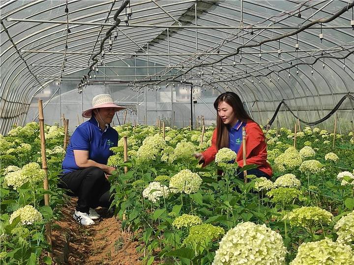 鲜切花栽培技术_种植鲜切花致富_鲜切花种植技术哪里学