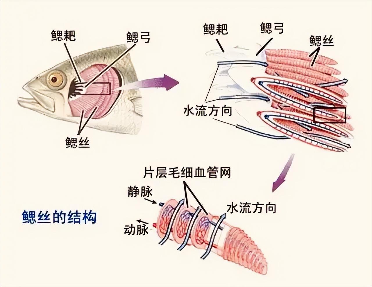 攀鲈养殖技术视频_攀鲈养殖周期_致富经攀鲈鱼养殖视频