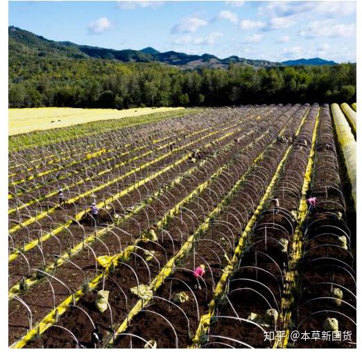 种植西洋参的功效与作用_中国西洋参种植_美国西洋参种植技术