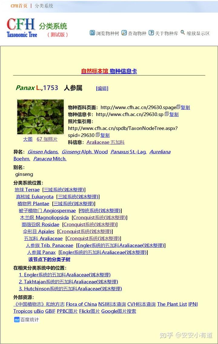 美国西洋参种植技术_西洋种植参美国技术如何_西洋参种植技术条件