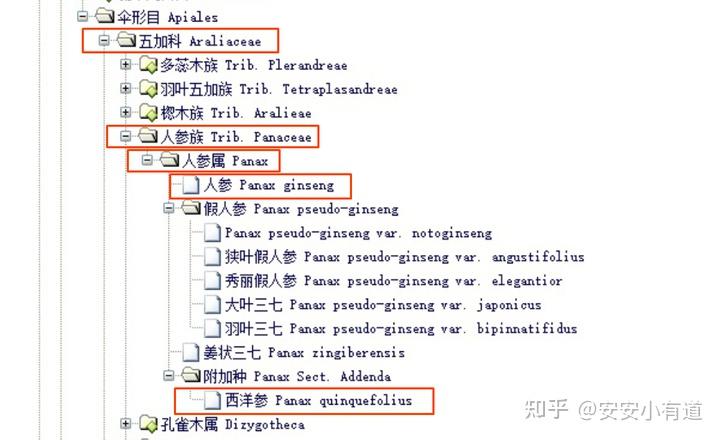 西洋种植参美国技术如何_美国西洋参种植技术_西洋参种植技术条件