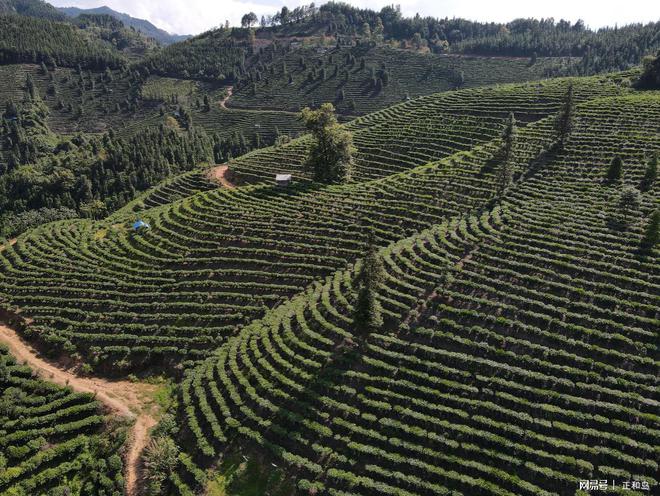 广西偏远小屯的“致富密码”——国晶酒业成乡村振兴“模范样本”