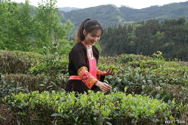 广西农村种植致富_广西农村种植什么最赚钱_广西致富种植项目