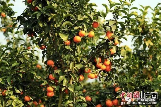 在广西种植什么有前景_广西农村种植什么赚钱不愁销路_广西农村种植致富