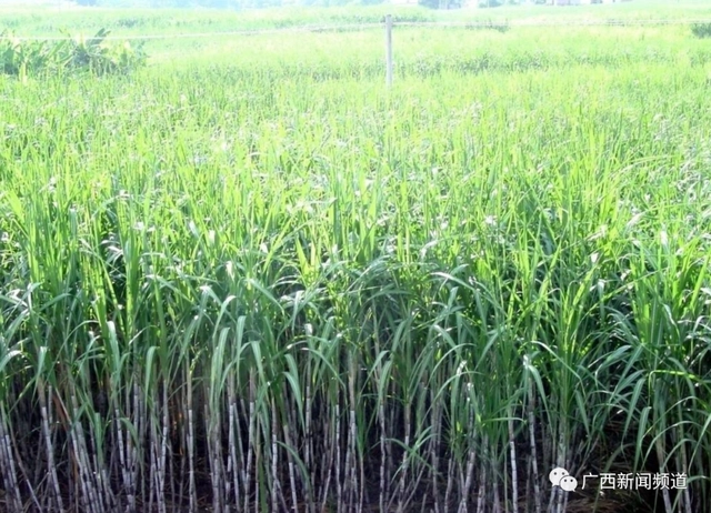 广西农村种植致富_广西农村种植什么赚钱不愁销路_在广西种植什么有前景