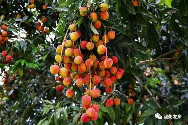 广西农村种植致富_在广西种植什么有前景_广西农村种植什么赚钱不愁销路