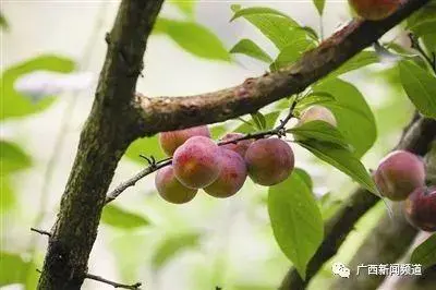 广西农村种植致富_广西农村种植什么赚钱不愁销路_在广西种植什么有前景