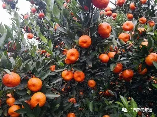 在广西种植什么有前景_广西农村种植什么赚钱不愁销路_广西农村种植致富