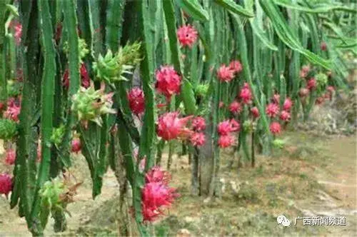 在广西种植什么有前景_广西农村种植致富_广西农村种植什么赚钱不愁销路