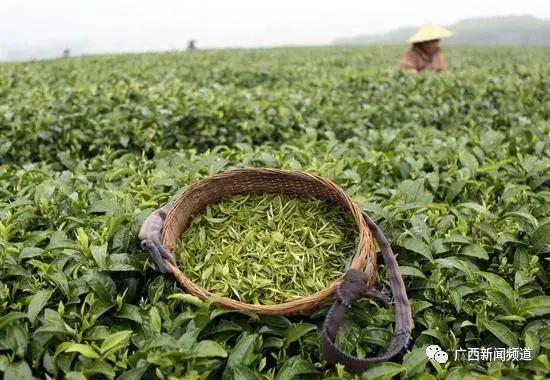 广西农村种植致富_广西农村种植什么赚钱不愁销路_在广西种植什么有前景