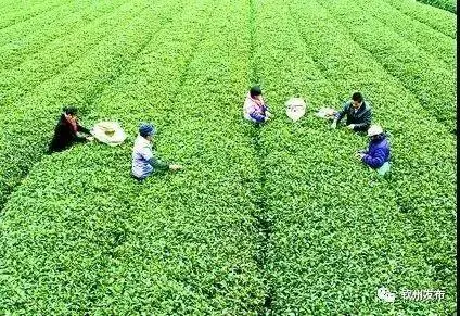 广西农村种植致富_在广西种植什么有前景_广西农村种植什么赚钱不愁销路