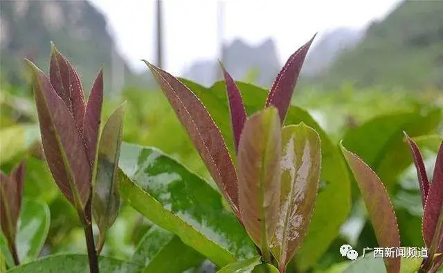 在广西种植什么有前景_广西农村种植什么赚钱不愁销路_广西农村种植致富