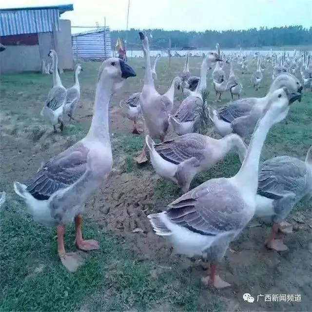 在广西种植什么有前景_广西农村种植什么赚钱不愁销路_广西农村种植致富