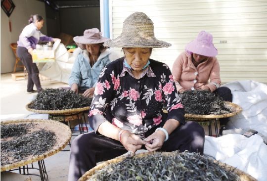 古树茶成脱贫致富“黄金树”云南永德依靠茶资源实现脱贫摘帽