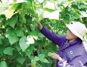 种植茶树赚钱吗_致富茶树种植方法_种植什么茶树致富