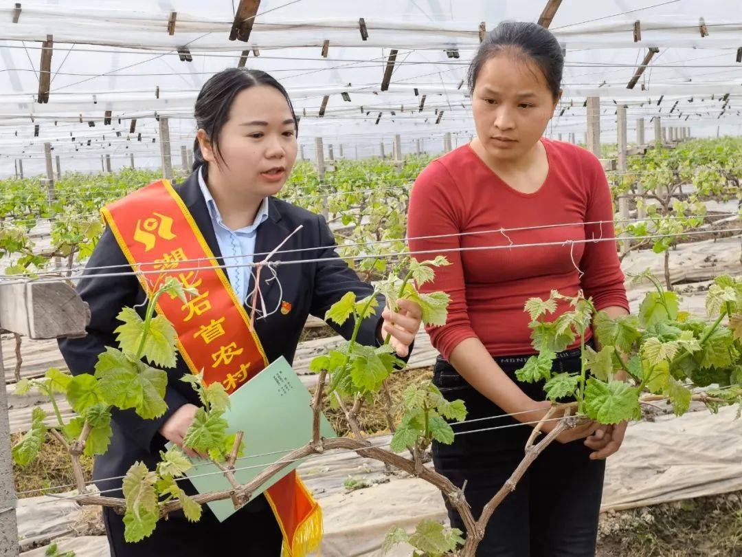 致富种植什么比较赚大钱_高效种植致富方法_致富高效种植方法有哪些