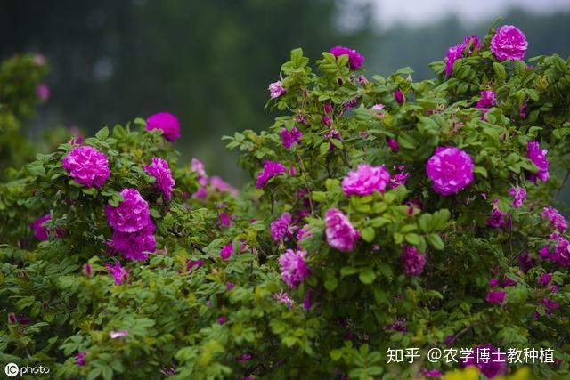 鲜切花种植效益_鲜切花栽培技术_种植鲜切花致富