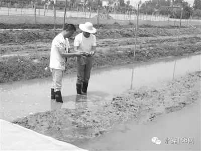 养殖水蛭价格技术规范_养殖水蛭的成本及利润_水蛭养殖技术价格