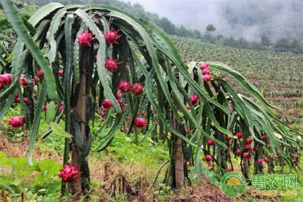 致富种植农村野果图片_种植野果前景如何_农村种植致富野果