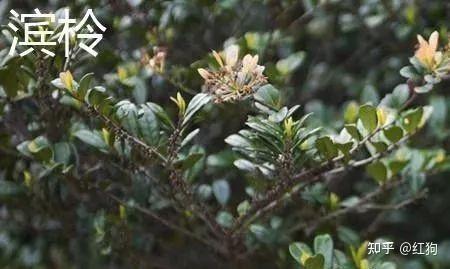 种植什么茶树致富_种植茶树的效益怎么样_种植茶树赚钱吗