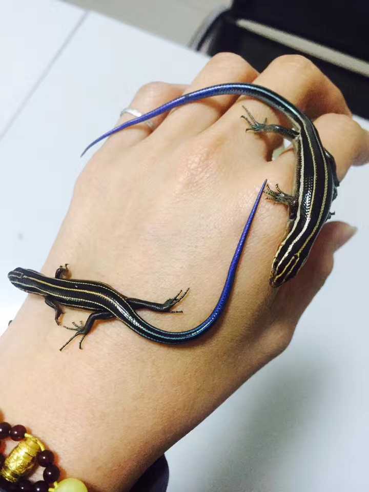 致富经种豆养虫一棚三赚_豆虫养殖赚钱吗_豆虫养殖一亩地成本和收益