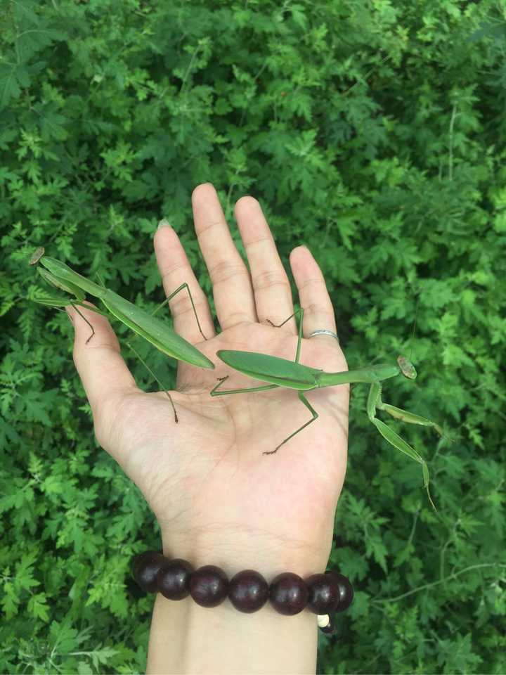 豆虫养殖一亩地成本和收益_致富经种豆养虫一棚三赚_豆虫养殖赚钱吗