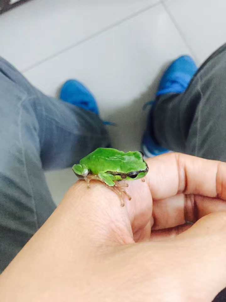 豆虫养殖一亩地成本和收益_豆虫养殖赚钱吗_致富经种豆养虫一棚三赚