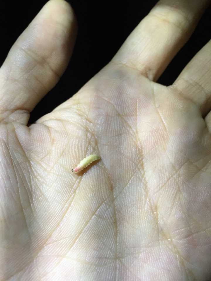 豆虫养殖赚钱吗_致富经种豆养虫一棚三赚_豆虫养殖一亩地成本和收益