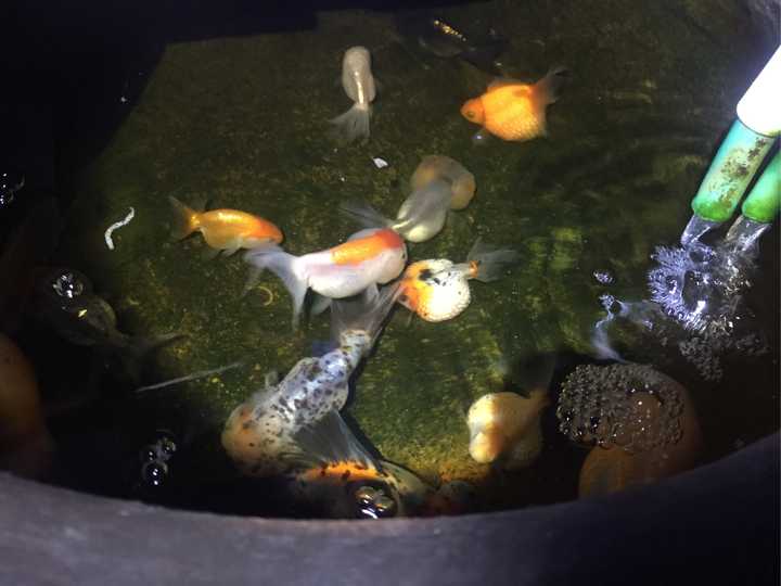 豆虫养殖一亩地成本和收益_致富经种豆养虫一棚三赚_豆虫养殖赚钱吗