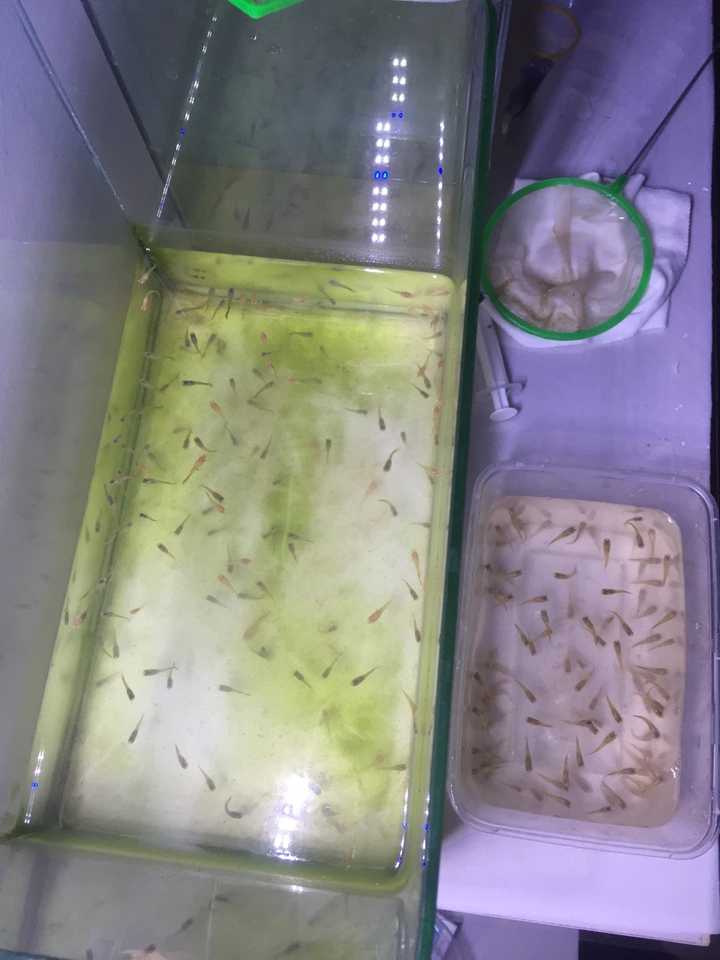 致富经种豆养虫一棚三赚_豆虫养殖赚钱吗_豆虫养殖一亩地成本和收益