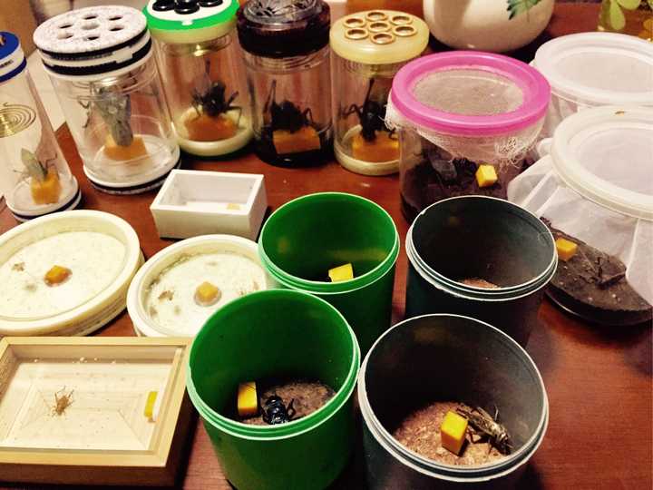 豆虫养殖赚钱吗_致富经种豆养虫一棚三赚_豆虫养殖一亩地成本和收益