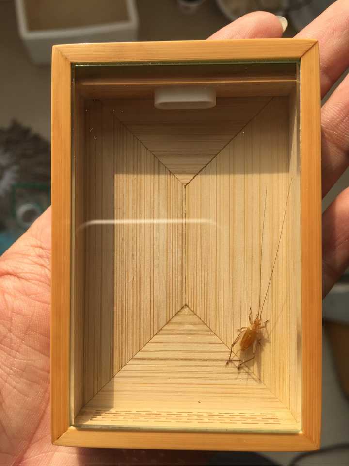 豆虫养殖一亩地成本和收益_豆虫养殖赚钱吗_致富经种豆养虫一棚三赚