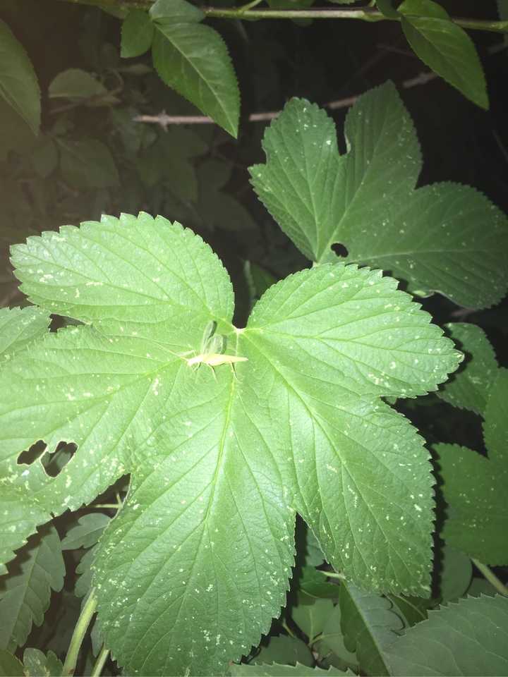 豆虫养殖一亩地成本和收益_致富经种豆养虫一棚三赚_豆虫养殖赚钱吗