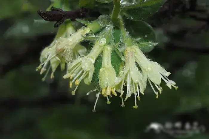 农村种植致富野果_致富种植农村野果视频_致富种植农村野果的句子