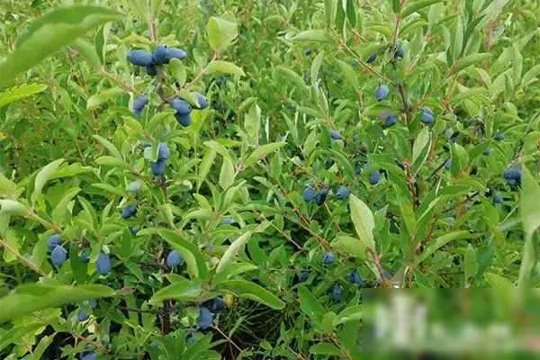 致富种植农村野果的句子_农村种植致富野果_致富种植农村野果视频