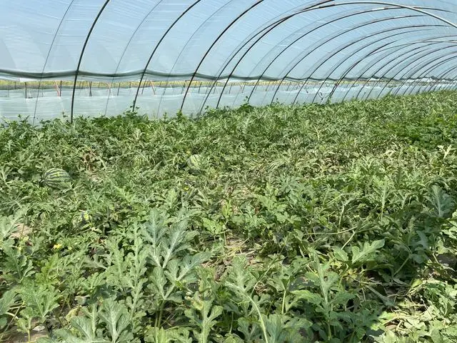 致富西瓜模型种植视频_致富经西瓜种植视频_西瓜种植致富模型