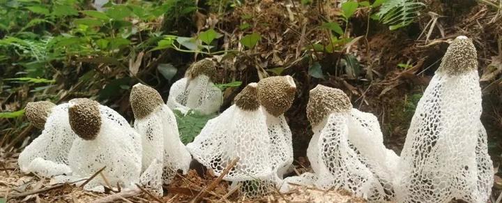 广西致富种植项目_广西农村种植致富_广西农村种植什么最赚钱