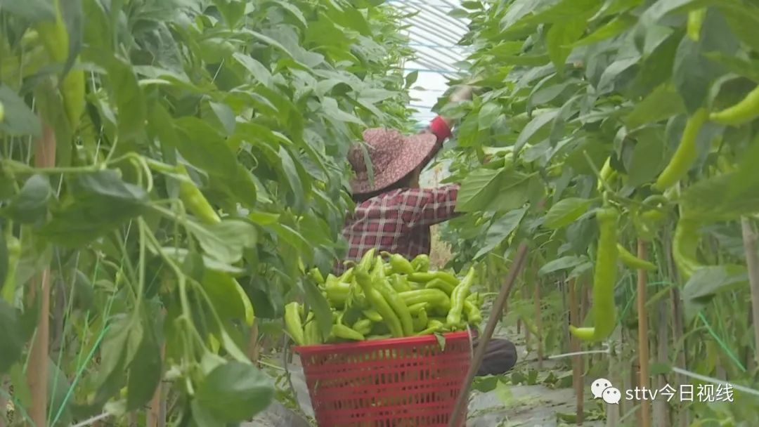 承包田地搭大棚  种起辣椒好收成