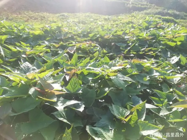 广西致富种植项目_在广西种植什么有前景_广西农村种植致富